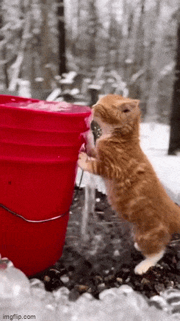 Подборка гифок -  29.12.2025