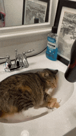 Подборка гифок -  29.12.2025