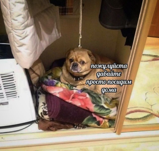 Лучшие шутки и мемы из Сети - 29.12.2025