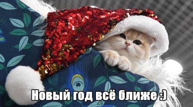 Трынделка - 30.12.2025