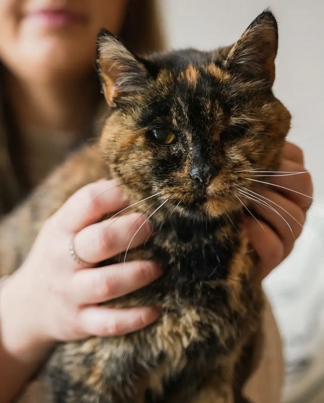 Флосси — самая старая кошка в мире