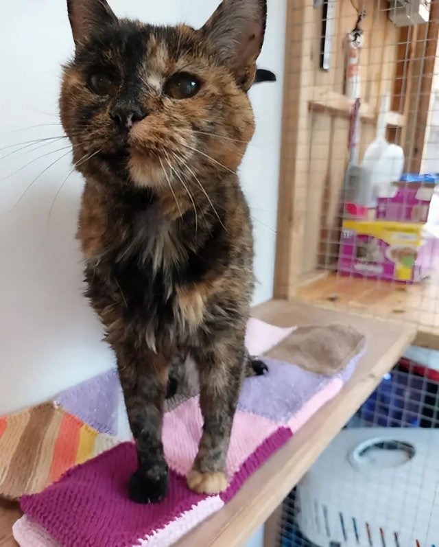 Флосси — самая старая кошка в мире Флосси — самая старая кошка в мире