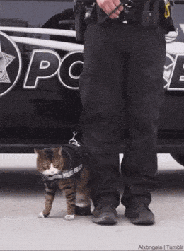 Подборка гифок -  30.12.2025