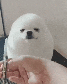 Подборка гифок -  30.12.2025