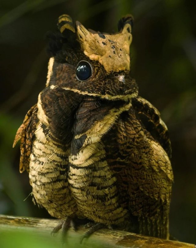 Внимание,  ушастый козодой