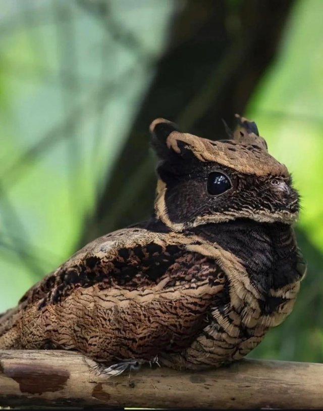 Внимание,  ушастый козодой