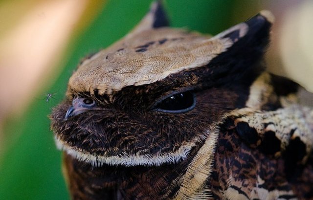 Внимание,  ушастый козодой