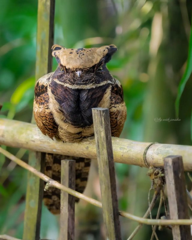 Внимание,  ушастый козодой