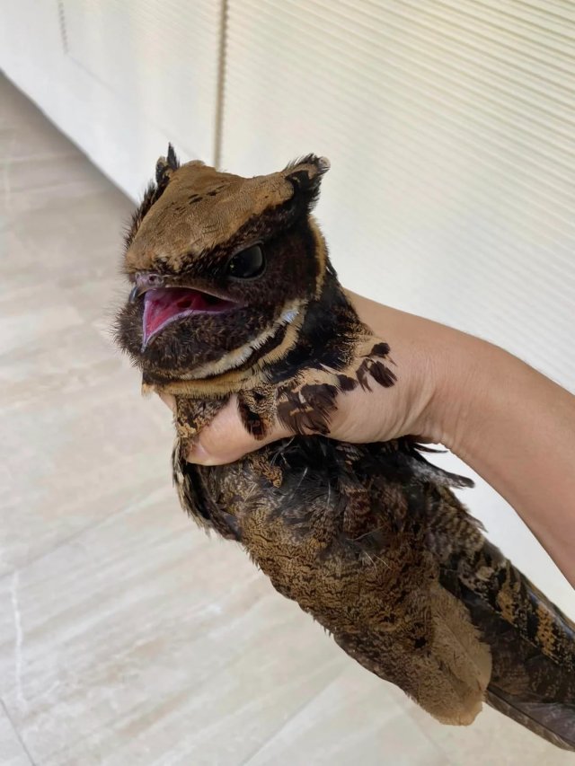 Внимание,  ушастый козодой