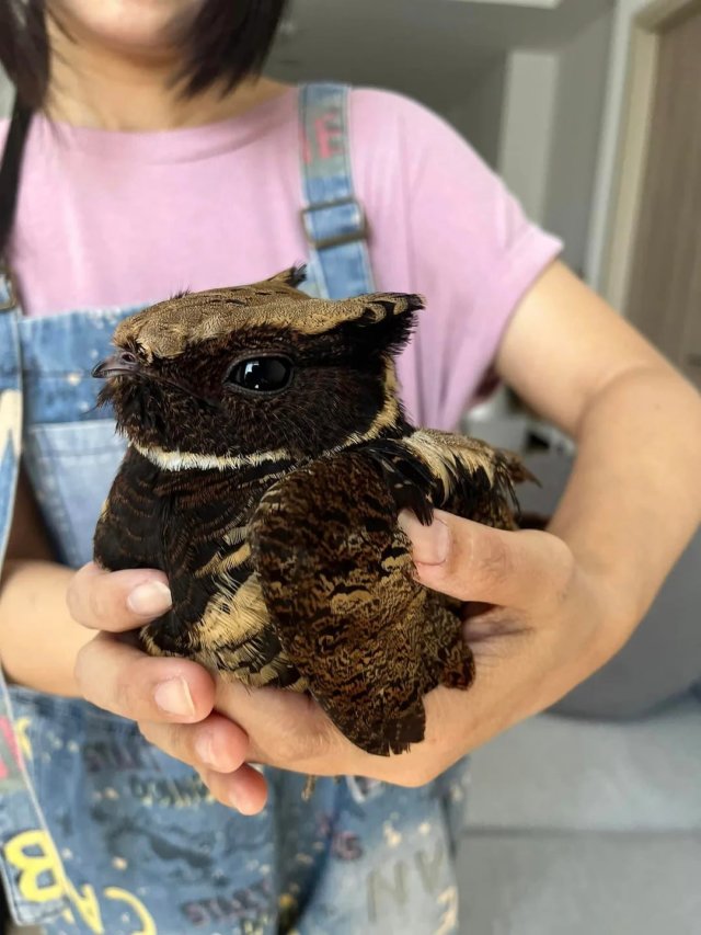 Внимание,  ушастый козодой