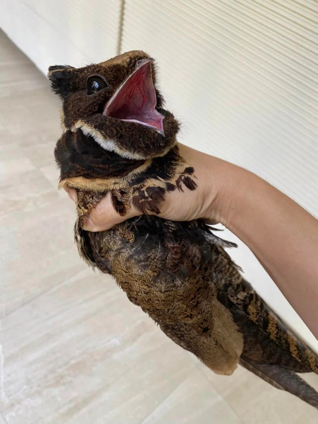 Внимание,  ушастый козодой