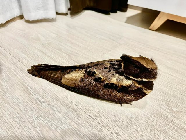 Внимание,  ушастый козодой