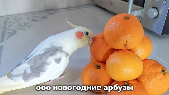 Новогодние мемы 2026