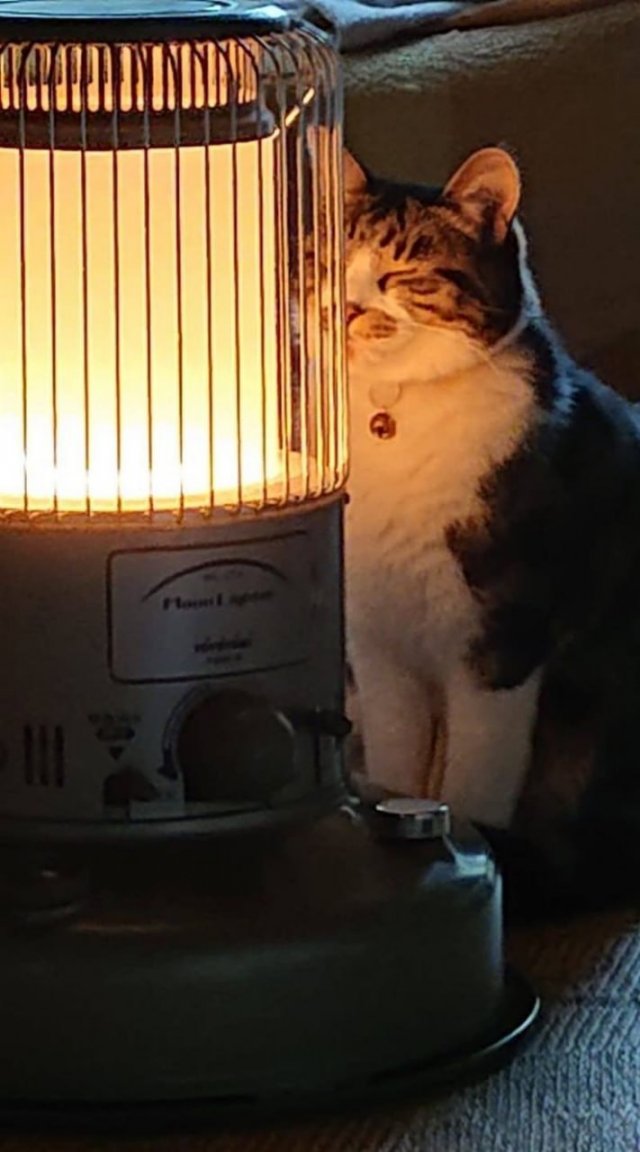 Зима и котики