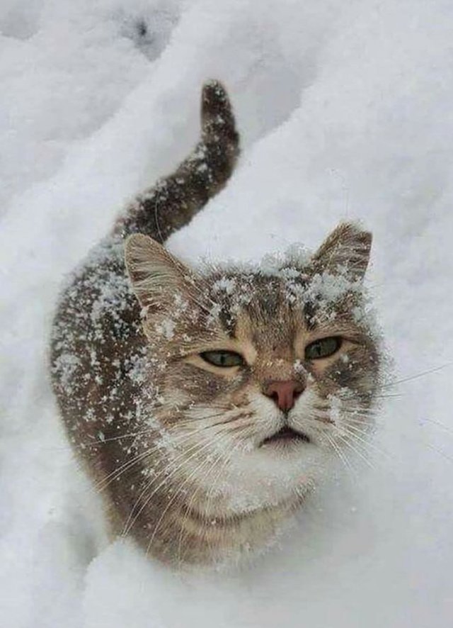 Зима и котики