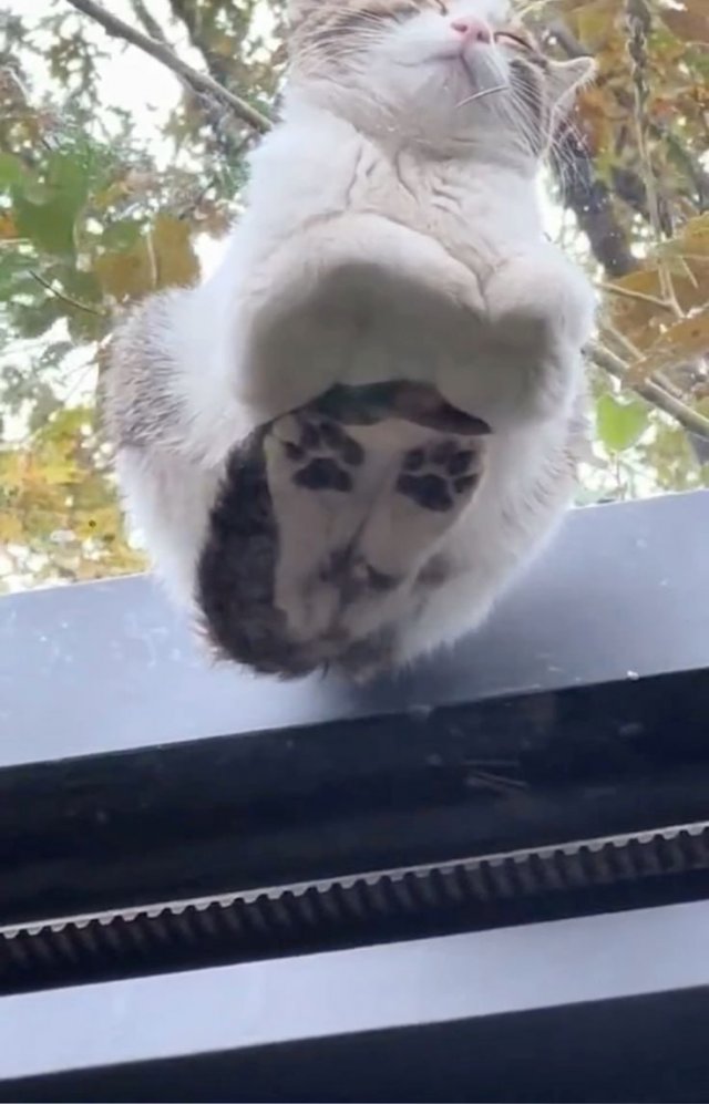 Зима и котики