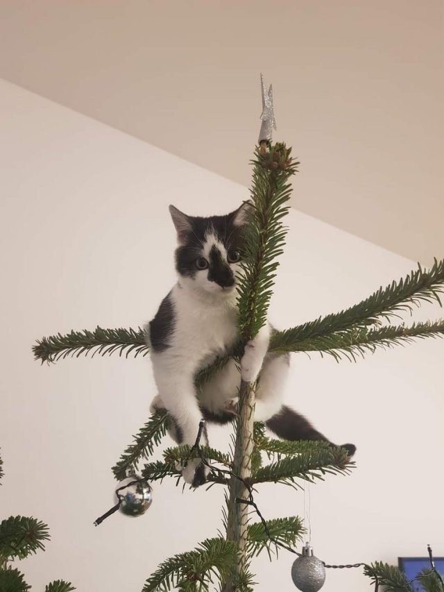 Зима и котики