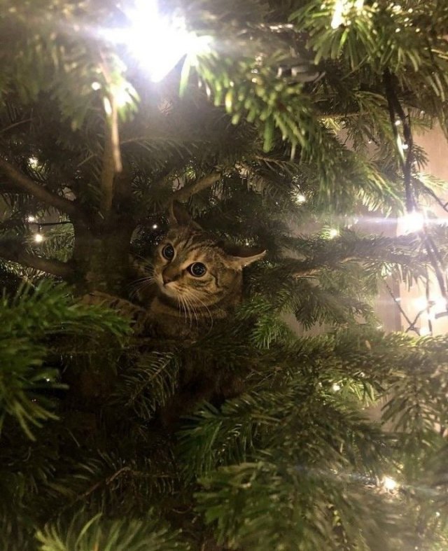 Зима и котики