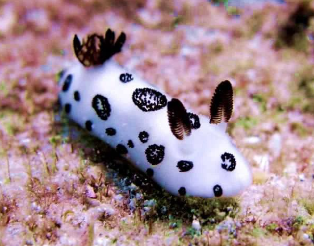 Морские кролики