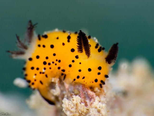 Морские кролики