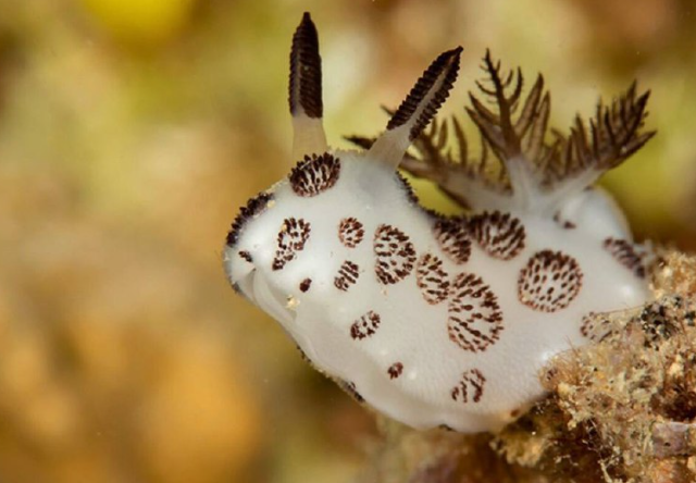 Морские кролики