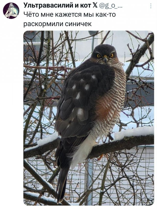 Подборка забавных твитов обо всем