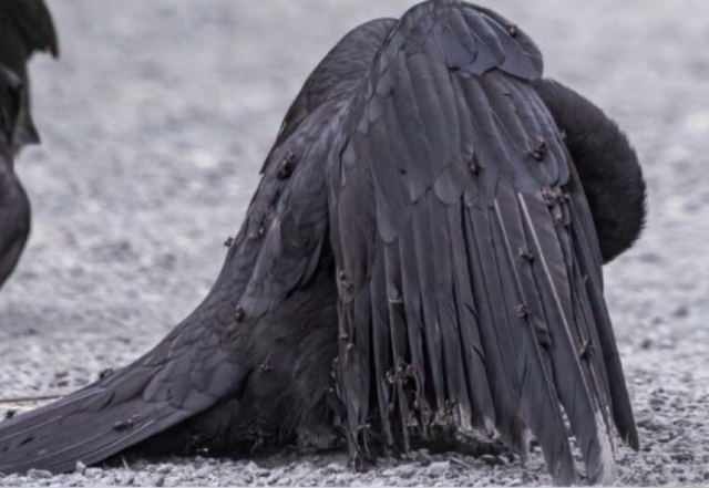 Симбиоз птиц и насекомых