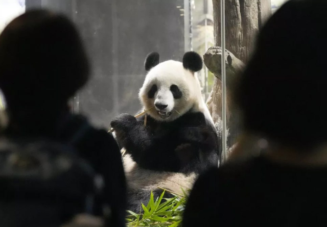 Работники зоопарка переодеваются в панд