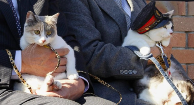 Кот - начальник железнодорожной станции.