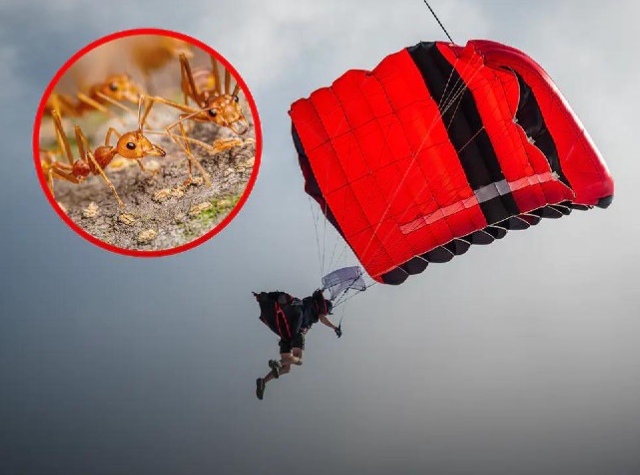 История о том, как парашютистка упала с 4400 метров и выжила