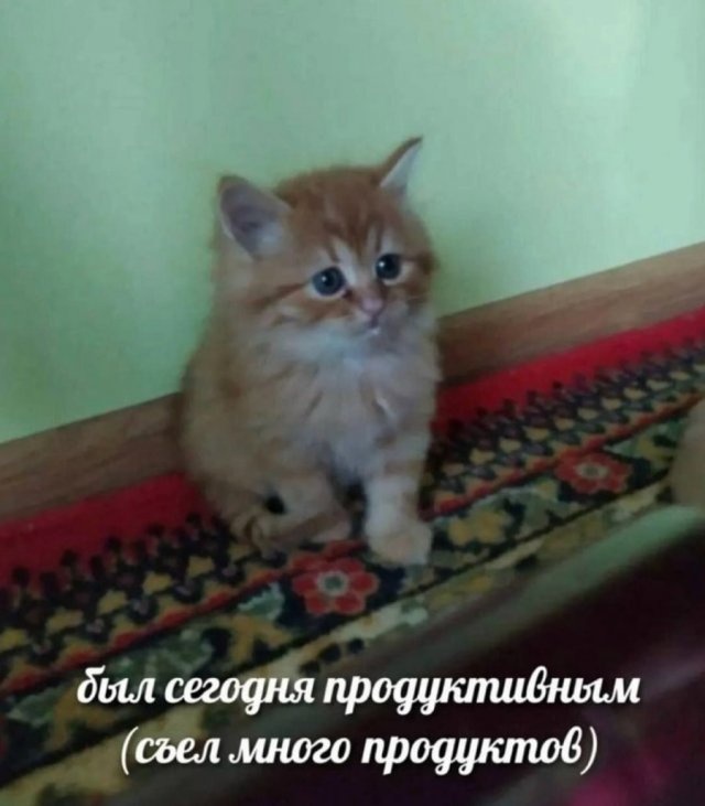 Лучшие шутки и мемы из Сети - 09.01.2026