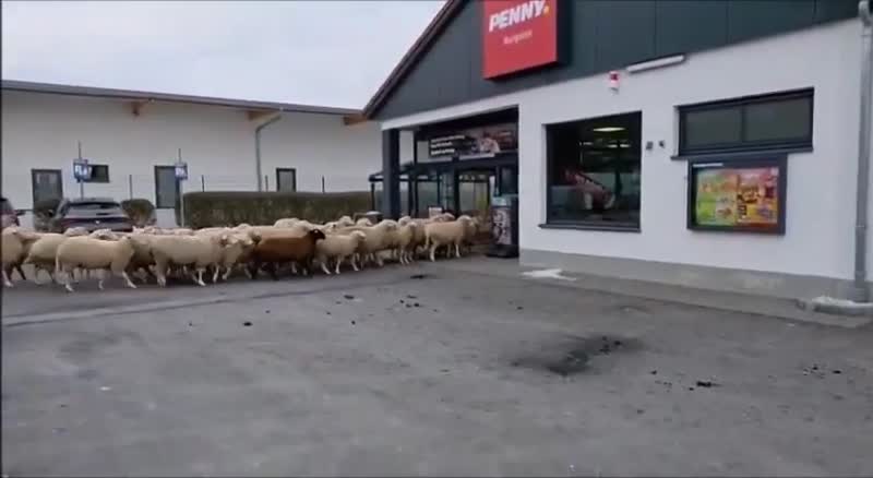 Сотня овец штурмом взяла магазин в Германии