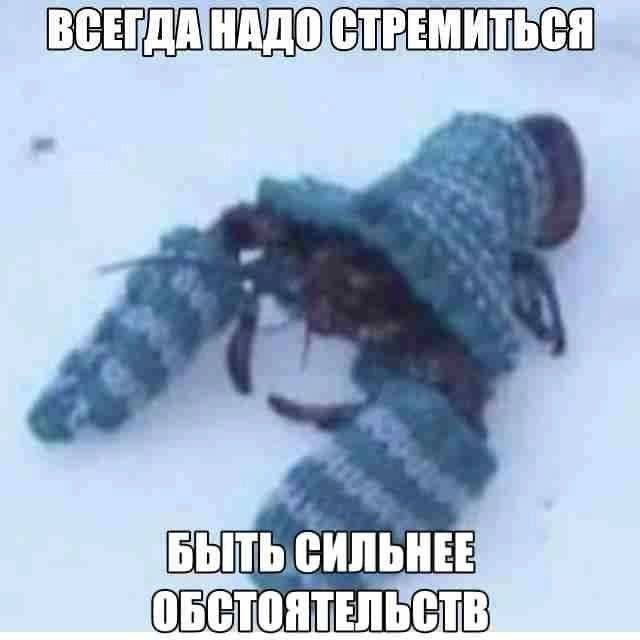 Смешные картинки - 12.01.2026