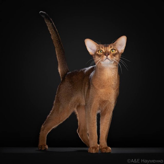 Кот из России признан лучшим в мире — он занял первое место в рейтинге лучших котов 2025 года