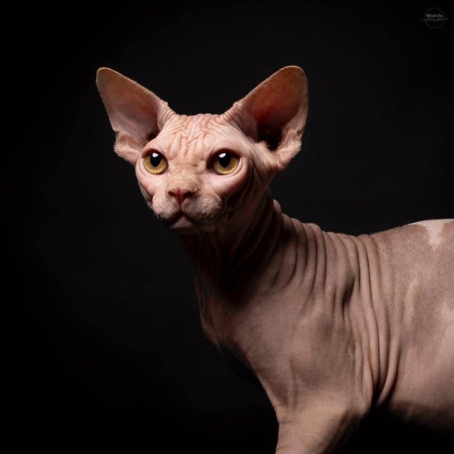 Кот из России признан лучшим в мире — он занял первое место в рейтинге лучших котов 2025 года