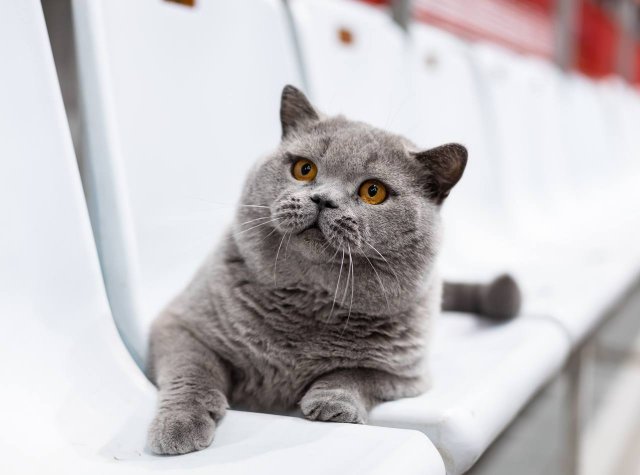 Кот из России признан лучшим в мире — он занял первое место в рейтинге лучших котов 2025 года