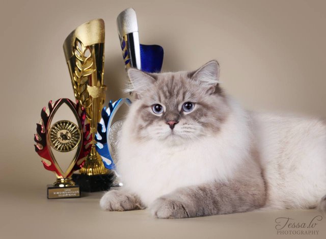Кот из России признан лучшим в мире — он занял первое место в рейтинге лучших котов 2025 года
