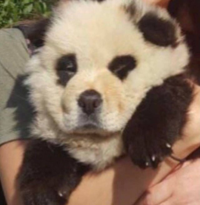 Россиянка нашла в Абхазии редкую «панду» и заплатила за это 300 рублей