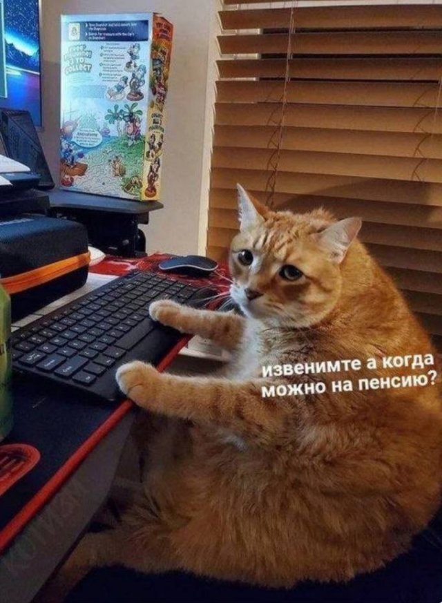 Смешные картинки - 13.01.2025