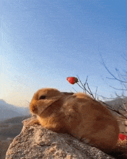 Гифки на любой вкус: поднимаем настроение!