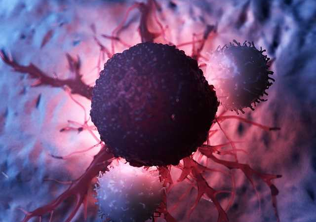 Лимфоциты атакуют раковые клетки.