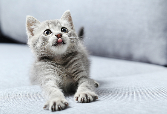 Сюжет о криминале в прямом эфире переключился на более важную тему