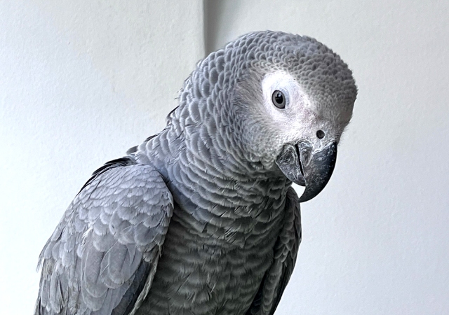 Попугай - пират