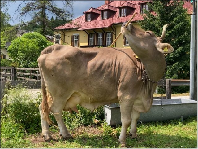 Чудо-корова из Австрии научилась чесать себе спину щёткой