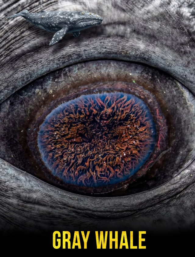 Самые красивые глаза в природе