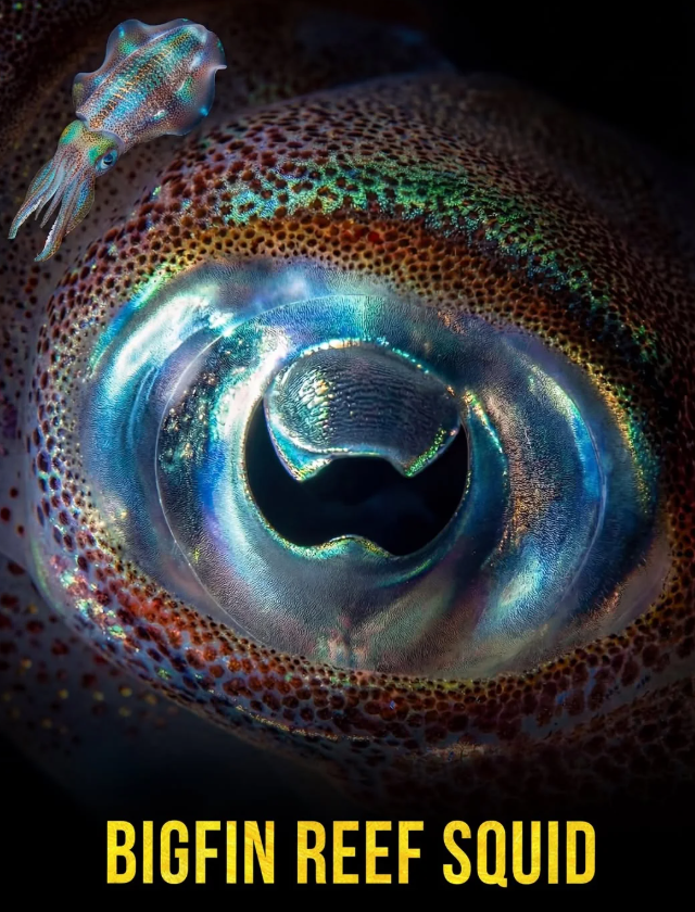 Самые красивые глаза в природе