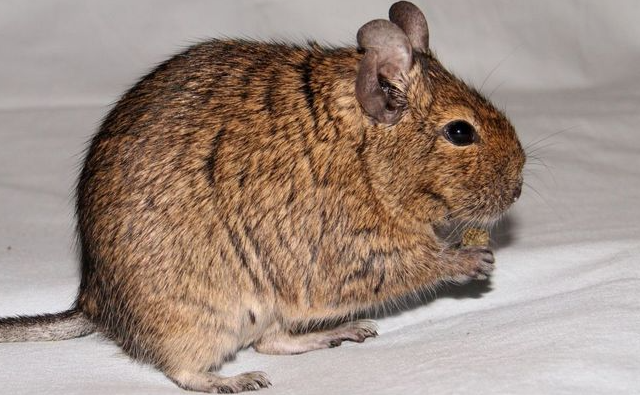 Типичная ситуация из мультиков в реальной жизни