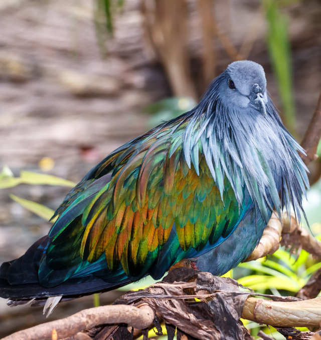 Гривистый голубь