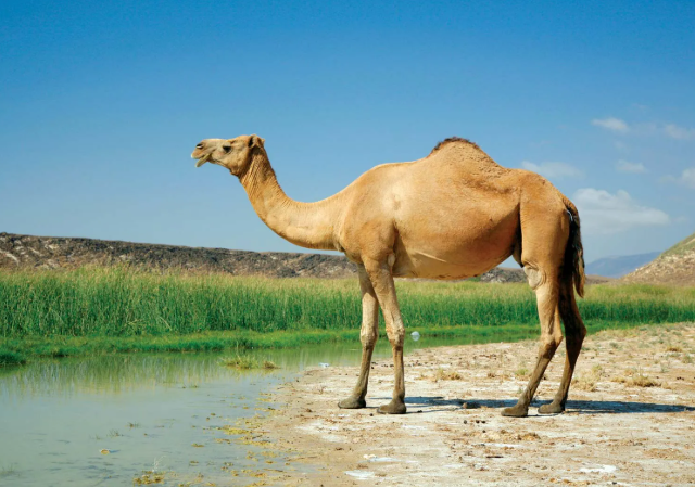 Перевозка верблюдов