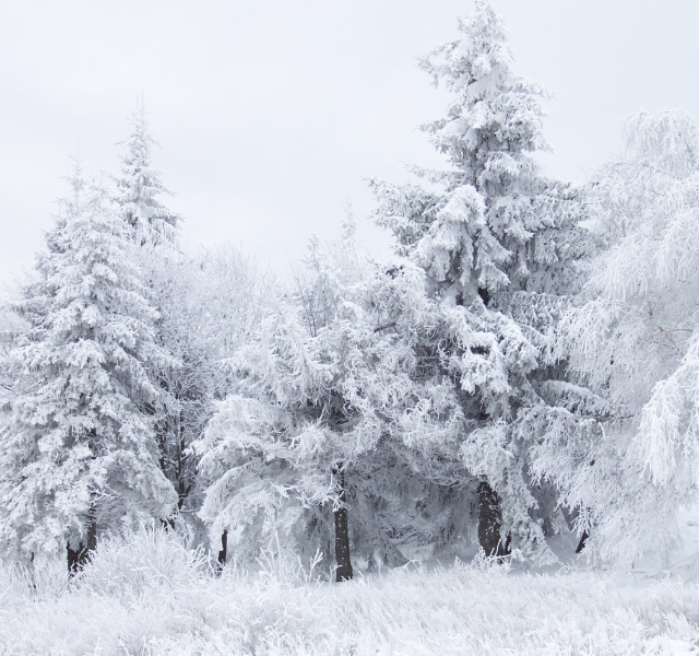 ИИ на Камчатке